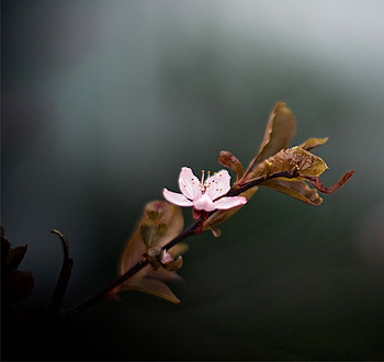 网页版呼叫在线轰炸电话