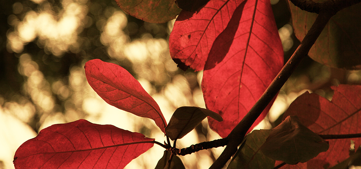 充值市场可靠的飞跃科技